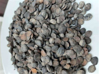 African locust bean (kalwa)